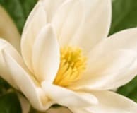Magnolia