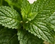 Peppermint