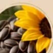 Sunflower Seed Oil